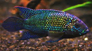 Top 10 Tank Mates for Jack Dempsey Cichlids [upl. by Melanie]