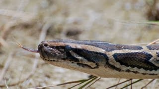 Pythons at Alligator Pond 05  Dangerous Animals in Florida [upl. by Yarised]