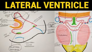 Ventricles of Brain  2  Lateral Ventricle [upl. by Ioyal]