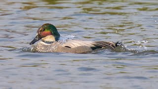 Falcated Duck 羅紋鴨 [upl. by Ranson802]