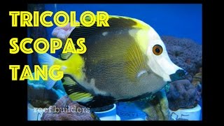 Wild Tricolor KOI Scopas Tang [upl. by Seditsira]