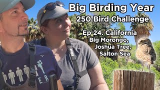 250 Bird Challenge in California Big Morongo Joshua Tree Salton Sea Feat Burrowing Owl Ep24 [upl. by Lotsirhc]