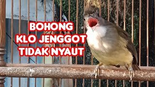 Suara Pancingan Cucak Jenggot Jantan Beset Ngepik [upl. by Nhguaved]