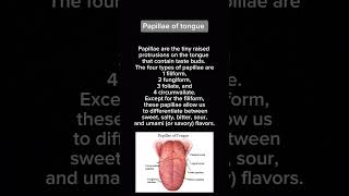 Papillae of tongue  Anatomy  Head and Neck [upl. by Lessig]