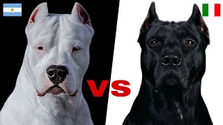 Dogo Argentino VS Cane Corso [upl. by Adriana]