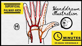 ANATOMY OF SUPERFICIAL PALMAR ARCH MADE SIMPLE [upl. by Kimberly628]