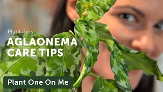 Ultimate AGLAONEMA Chinese Evergreen CARE Guide — Ep 207 [upl. by Ettenel155]