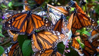 Millions of monarch butterflies flutter to the mountains in Mexico every October [upl. by Jegger]