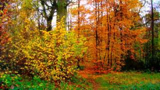 LES BOIS DE SUCY EN BRIEAUTOMNE [upl. by Femi]