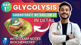 glycolysis biochemistry  carbohydrate metabolism biochemistry  glycolysis pathway biochemistry [upl. by Lener773]