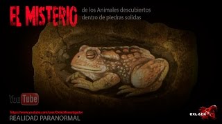 El Misterio de Los animales encontrados dentro de piedras OxlackCastro [upl. by Rehportsirhc]