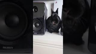 Majority D40 Bookshelf Speakers with chickagaming [upl. by Eyks]