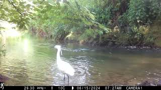 Life  Wildlife Little Egret dance Muntjacs Fallow Deer Mandarin Ducks Heron [upl. by Surovy]