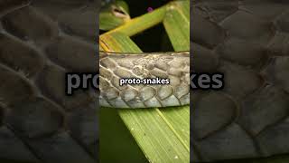 Why Snakes Dont Have Legs facts animalfacts shorts [upl. by Aimekahs21]