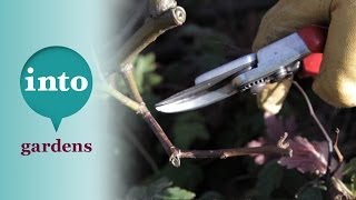 Pruning shrub roses with Ian le Gros of RHS Hyde Hall [upl. by Kleon]