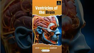 Ventricles of the Brain  nervous system ventricles nervoussystem brain testpaperlive nursing [upl. by Aymer]