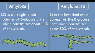 Amylose vs Amylopectin Quick Differences and Comparison [upl. by Sholeen]