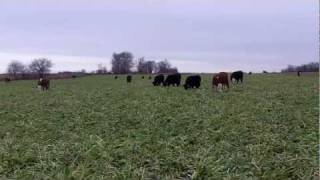 Cattle Grazing Cover Crops  Oats Cereal Rye and Turnips [upl. by Assyram]