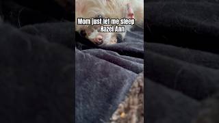 Wake up callHazel Ann ♥️♥️dogsofyoutube furkids furmomma pets sleepingdogs [upl. by Siramaj]