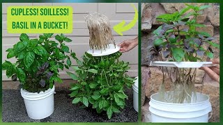 The EASIEST Way To Grow BASIL CUPLESS SOILLESS Hydroponic Basil Kratky Method [upl. by Tnomad]