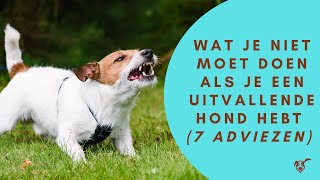 Wat je niet moet doen als je een uitvallende hond hebt 7 adviezen [upl. by Eitsirc]