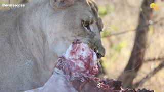 Lioness vs Giraffe [upl. by Daphene]