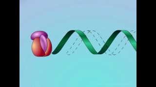 HIV Mechanisms of Action of NNRTIs [upl. by Ainekahs]