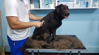 Full Labrador Deshedding Time Lapse [upl. by Curtice300]