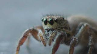 Super Cute SpiderHabronattus Coecatus Jumping Spider [upl. by Wendy]