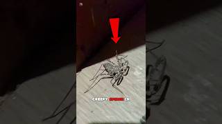 Dont Kill This Giant Spider🤯🕷  tailles Whip Spider [upl. by Nnalyrehc912]