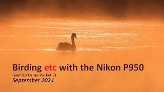 Birding etc with the Nikon P950  September 2024 [upl. by Darraj]