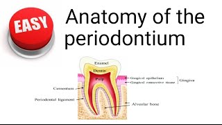 Anatomy of the periodontium [upl. by Ayatnahs]