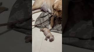 newborn labrador puppies l labrador giving birth [upl. by Southworth]