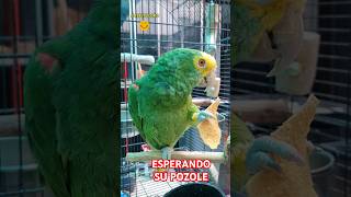 Desesperado por Comer Pozole 😂 Loro Come Tostada Shorts parrot loros humor mexico viralvideo [upl. by Monroy]