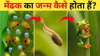 मेंढक का जीवन चक्र  Frog Life Cycle Video  Tadpole Transformation Into A Frog  Mendhak Ka janm [upl. by Avie]