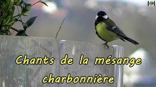 MESANGE CHARBONNIERE plusieurs chants [upl. by Darrick990]