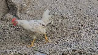 20240726 BLED GALLIFORMES Gallus gallus domesticus DOMAČA KOKOŠ [upl. by Noxaj]