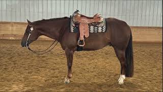 SOUTH OF MASON DIXON  AQHA For Sale [upl. by Yerffej]