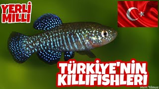 Yerli ve Milli Killifishlerimiz  Mert Yılmaz [upl. by Parish157]