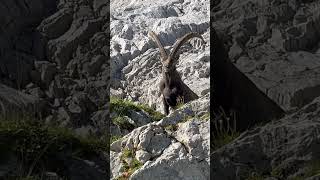 Ein kräftiger Steinbock🥰Stoltz und Wunderschön🙏mein Kanal🍀Bergwelt Schweiz🇨🇭🫶🇨🇭🫶 [upl. by Anya135]