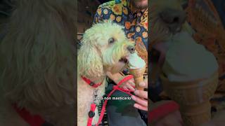 Il Predatore di Gelati 🍦 cane divertente canedivertente funnydog funny [upl. by Aerised]