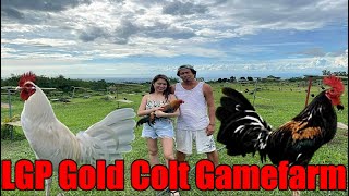 Lets Visit The Farm Of LGP Gold Colt Gamefarm [upl. by Namus]