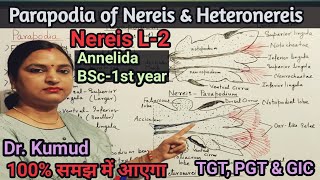 Nereis Parapodia Heteronereis ParapodiaDifference between ParapodiaL2BSc1st Year Zoology [upl. by Anayt]