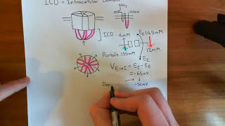 The Structure and Opening Mechanism of CysLoop Receptors Part 3 [upl. by Irah357]