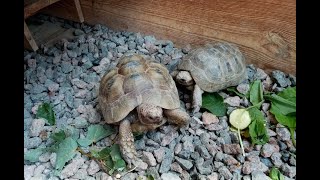 Сухопутные Черепахи РазмножениеGreek tortoise breeding Спаривание кладка яиц инкубация [upl. by Eatnohs]