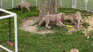 Cane Corso puppies fawn fromentino formentino [upl. by Nesyt]