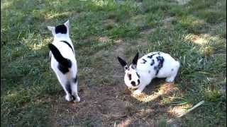 My cat rabbit and dog playing together part 1 [upl. by Nnyllatsyrc639]