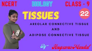 TISSUES  AREOLAR AND ADIPOSE CONNECTIVE TISSUE  CLASS  9  BIOLOGY [upl. by Halak298]