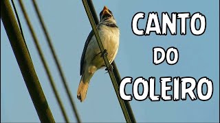 ♫ CANTO Selvagem do COLEIRO ♫ PAPA CAPIM Sporophila caerulescens ao vivo da natureza [upl. by Ignacia]