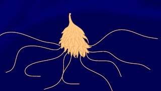 Siphonophore test animation ibis paint [upl. by Assenad]